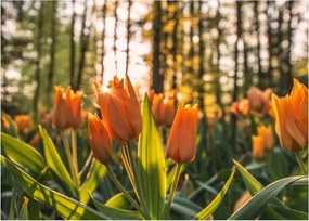 Obraz - pomarańczowe tulipany (70x50 cm)