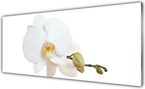 Panel Szklany do Kuchni Subtelny Akcent Botaniczny