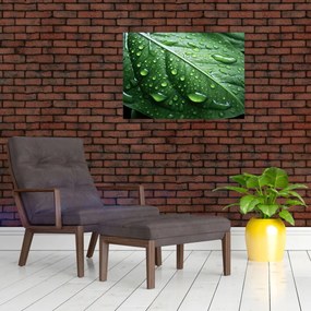 Obraz - Szczegół liścia po deszczu (70x50 cm)