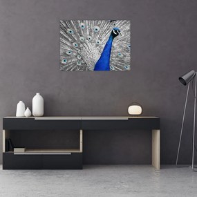 Obraz na szkle - niebieski paw (70x50 cm)