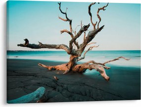 Obraz -  Wyłowiono na plaży (70x50 cm)