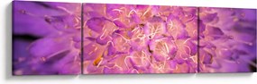 Szczegółowy obraz kwiatu (170x50 cm)