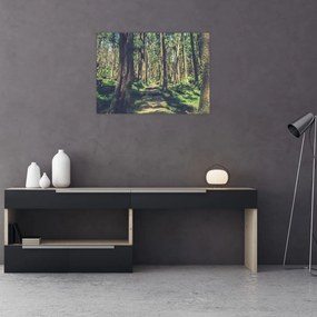 Obraz na szkle ścieżki pomiędzy drzewami (70x50 cm)