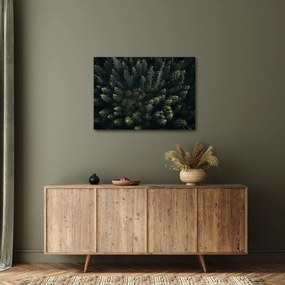 Obraz - Las (70x50 cm)