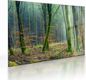 Obraz na szkle - las (70x50 cm)