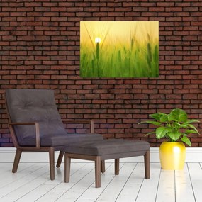 Obraz pola ze zbożem (70x50 cm)