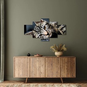 Obraz - Kotek (125x70 cm)