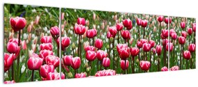 Obraz tulipanów (170x50 cm)