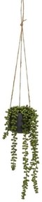 Sztuczna roślina (wysokość 37 cm) Senecio – Casa Selección