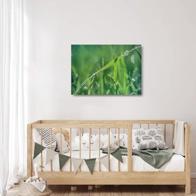 Obraz na szkle - kropla rosy (70x50 cm)