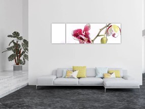 Obraz kwiatu orchidei (170x50 cm)