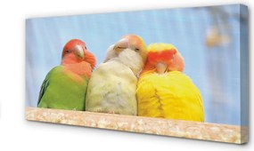 Zdjęcie na płótnie Egzotyczne Kolorowe Papugi