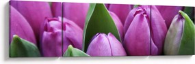 Obraz - kwiaty tulipanów (170x50 cm)