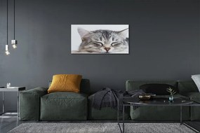 Obraz na płótnie Słodki Śpiący Kot