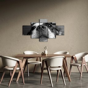 Obraz psa (125x70 cm)