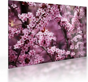 Obraz na szkle - Różowa sakura (70x50 cm)