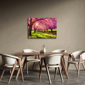 Obraz kwitnących czereśni, Hurd Park, Dover, New Jersey (70x50 cm)