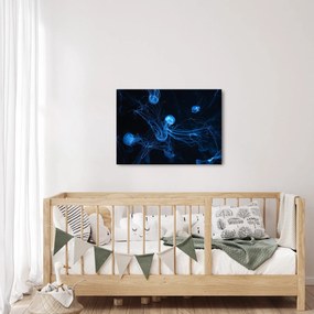 Obraz - Meduza (70x50 cm)