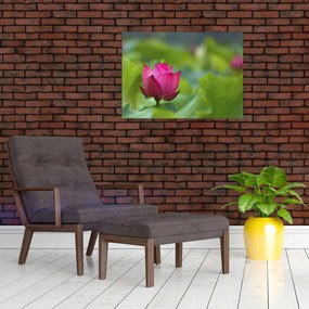 Obraz - roślina wodna (70x50 cm)