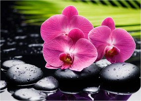 Obraz - Różowe orchidee z liściem palmy (70x50 cm)