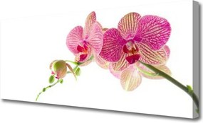 Obraz na płótnie Bukiet Polnych Kwiatów