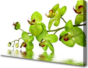 Zdjęcie na płótnie Kolorowy Ogród Botaniczny