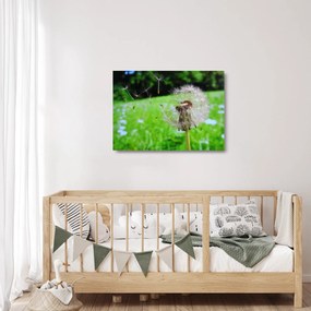 Obraz na szkle dmuchawca (70x50 cm)