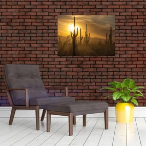 Obraz na szkle - Kaktusy Saguaro (70x50 cm)