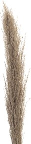 Gałązka Pampas Grass 130cm