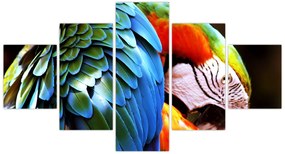 Obraz - Papuga (125x70 cm)