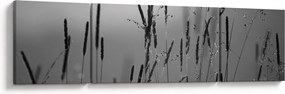 Obraz - źdźbła trawy (170x50 cm)