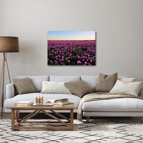 Obraz - Łąka fioletowych tulipanów (70x50 cm)