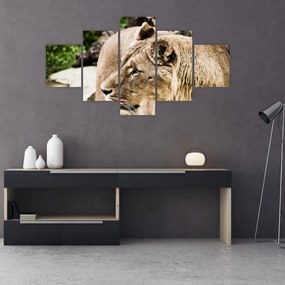 Obraz lwicy (125x70 cm)
