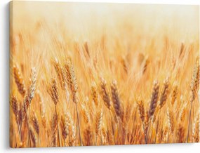 Obraz - pole z ziarnami (70x50 cm)