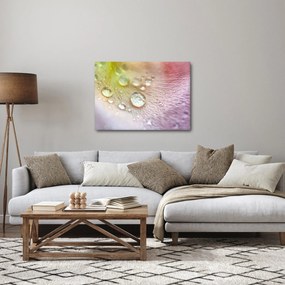 Obraz - Krople rosy (70x50 cm)