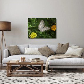 Obraz - biały motyl (70x50 cm)