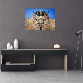 Obraz na szkle szczegółu pająka (70x50 cm)
