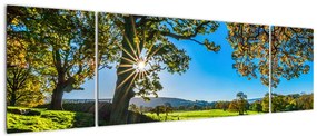 Obraz - widok pola (170x50 cm)