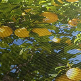 Obraz - Drzewo cytrynowe (70x50 cm)