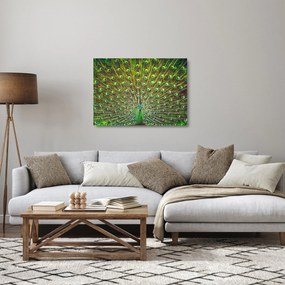 Obraz na szkle - Paw (70x50 cm)