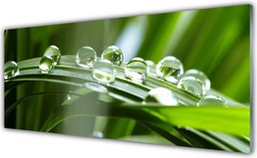 Panel Szklany do Kuchni Krople Rosy na Źdźbłach