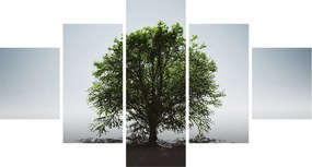 Obraz - Samotne drzewo (125x70 cm)