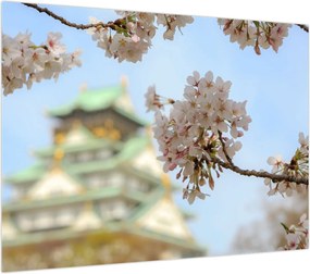 Obraz na szkle - Sakura (70x50 cm)