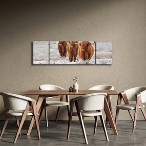 Obraz - Szkockie krowy (170x50 cm)