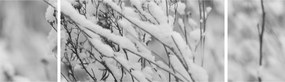 Obraz - Ośnieżone gałęzie (170x50 cm)