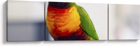 Obraz papugi (170x50 cm)