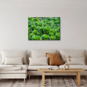 Obraz sukulentów (70x50 cm)