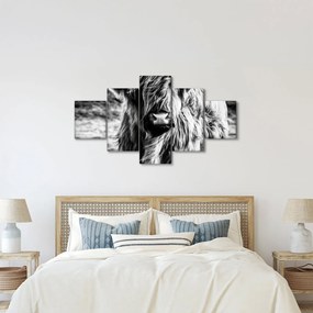 Obraz - Highland - szkocka krowa (125x70 cm)
