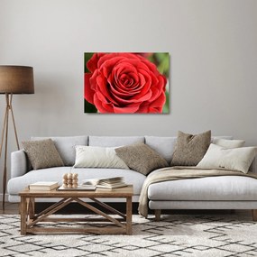 Obraz na szkle kwiatu róży (70x50 cm)