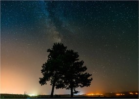 Obraz na szkle - nocne niebo z drzewami (70x50 cm)